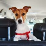 Dog Car Seat Covers