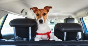 Dog Car Seat Covers