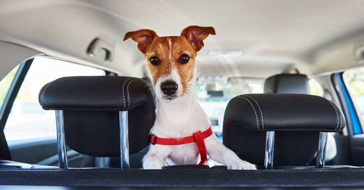 Dog Car Seat Covers