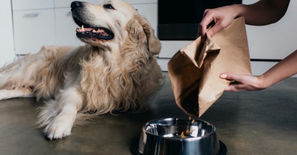 Dog Food Tasty Treat