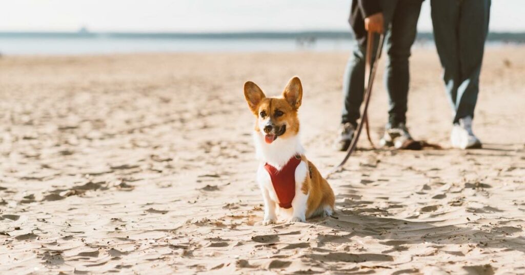 Dog Harness Heaven Finding the Perfect Fit Aussie Pet Owners