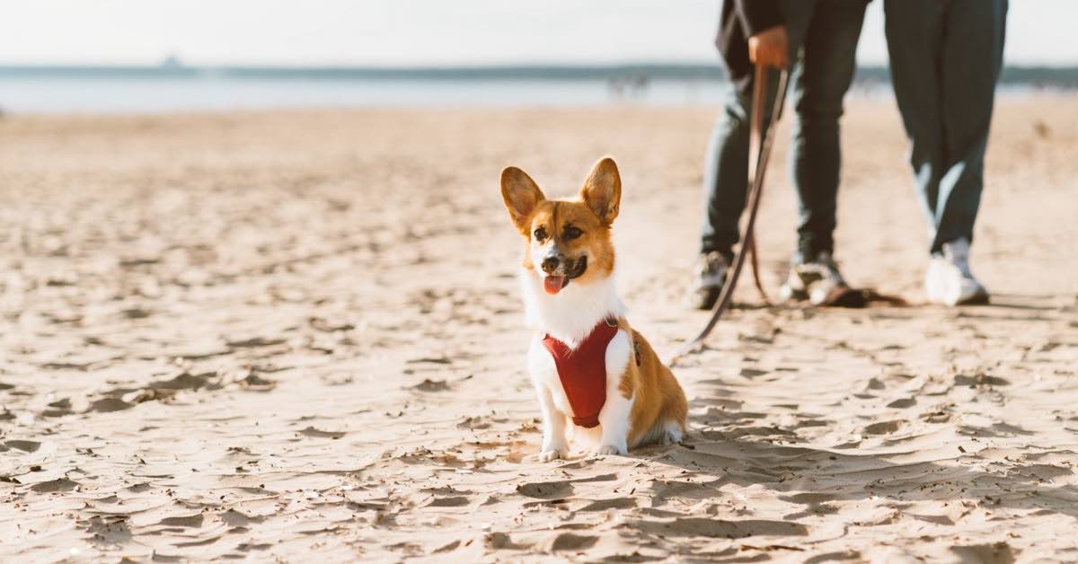 Dog harness for Australian pet owners