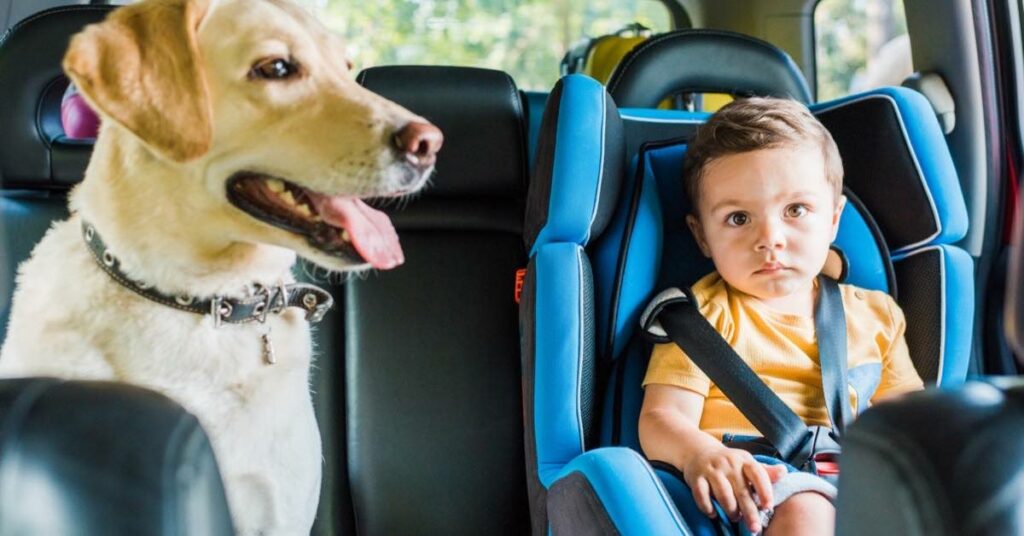 Safety Seat With Labrador